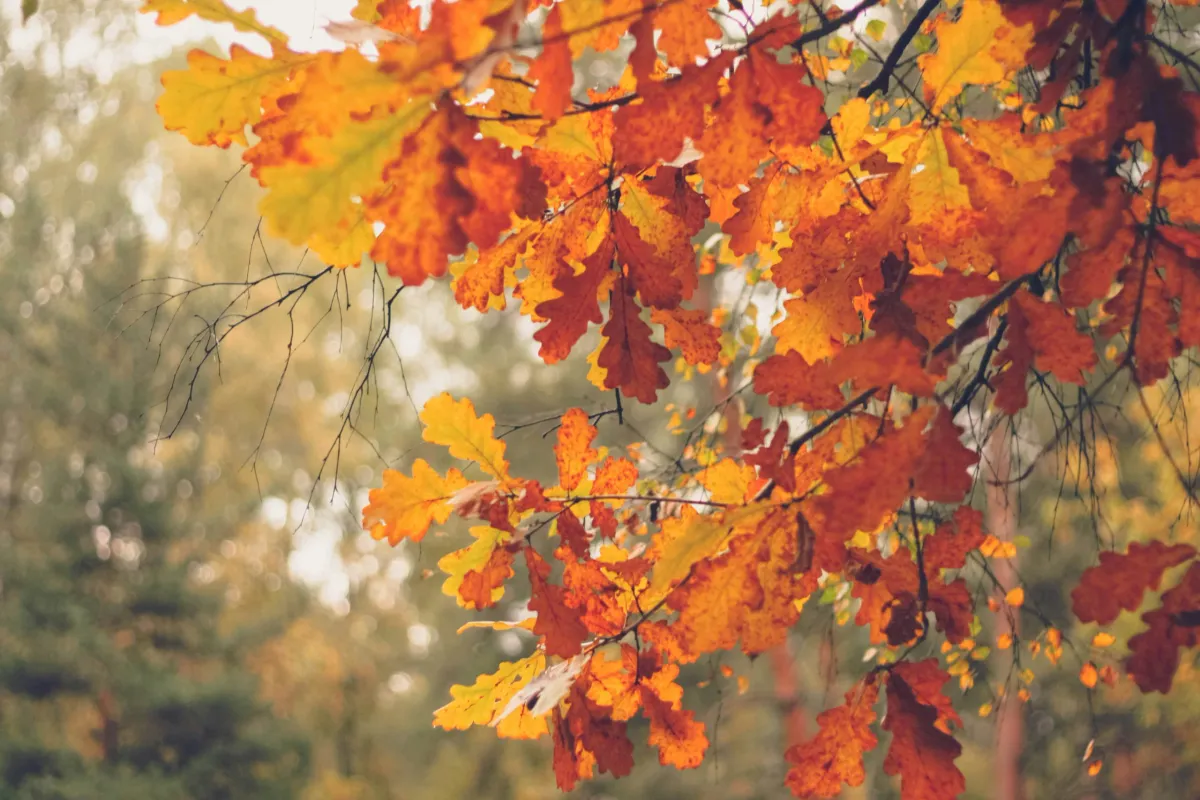 Poems for Funerals: Selecting Meaningful Tributes for a Humanist Farewell